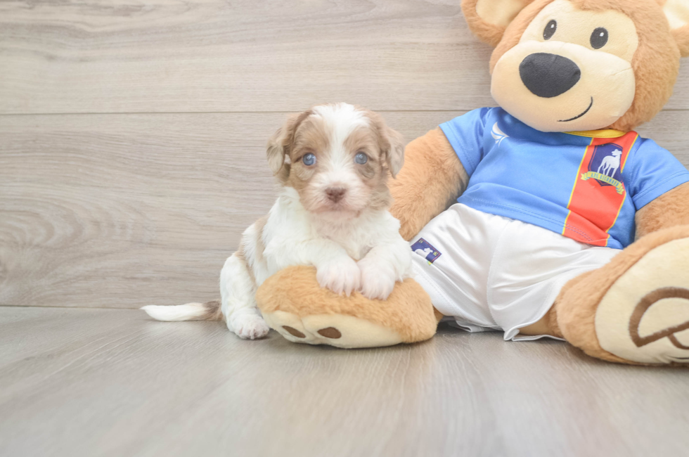5 week old Havapoo Puppy For Sale - Seaside Pups