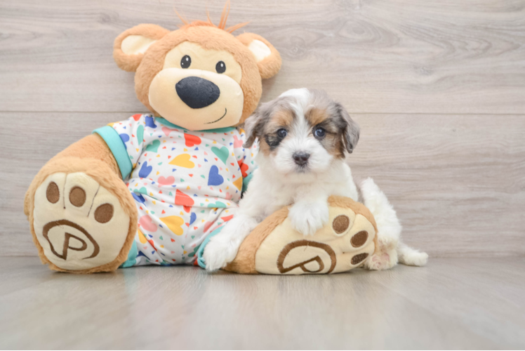 Havapoo Puppy for Adoption