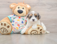 6 week old Havapoo Puppy For Sale - Seaside Pups