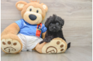 Havapoo Puppy for Adoption