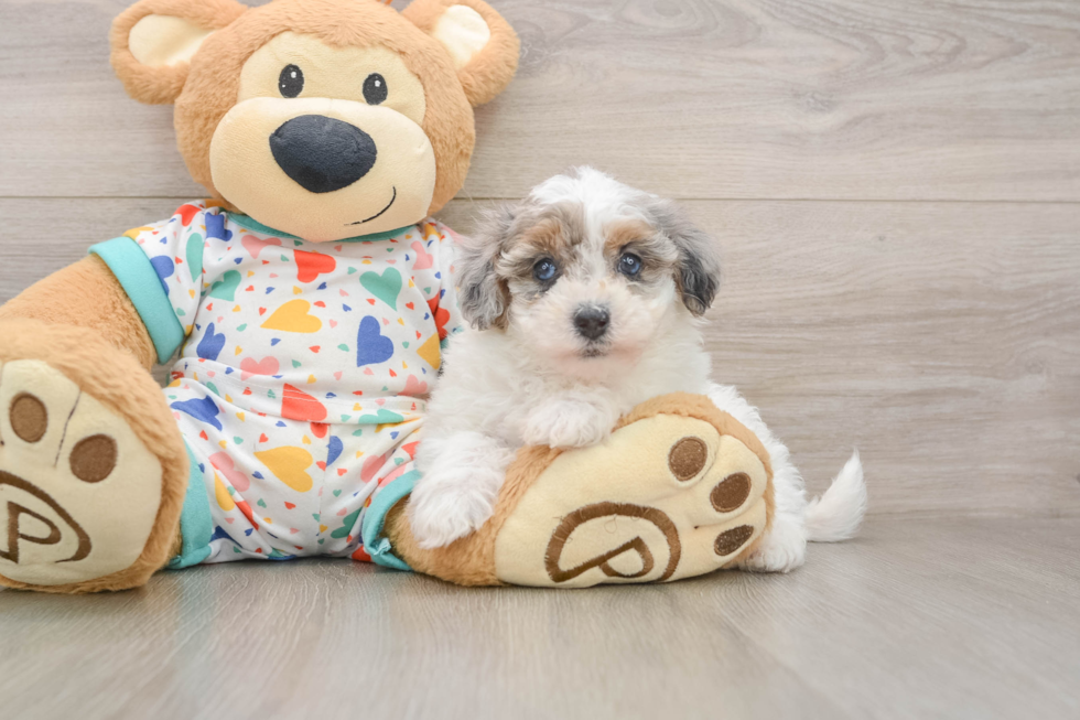 Cute Havapoo Baby