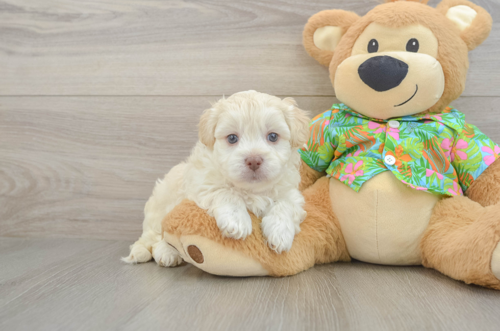 5 week old Havapoo Puppy For Sale - Seaside Pups