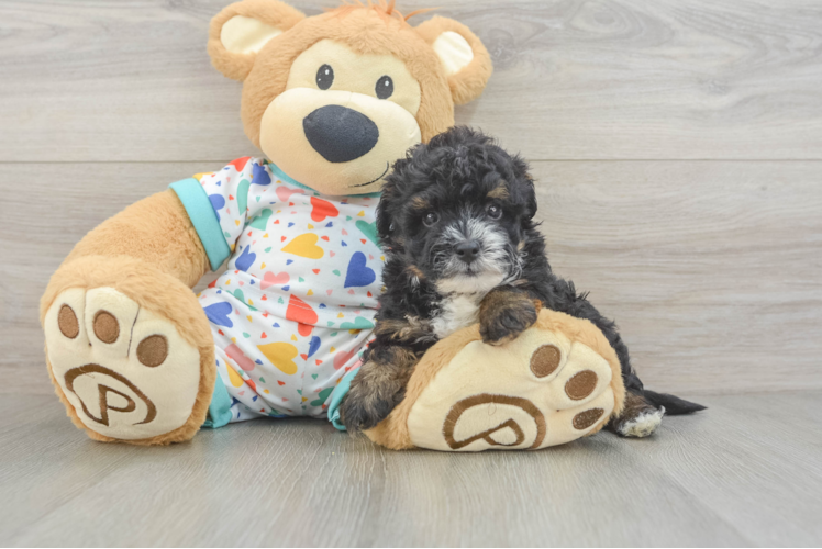 Sweet Havapoo Baby