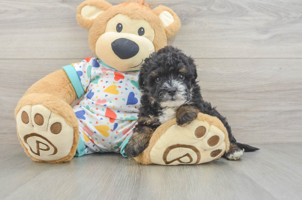 5 week old Havapoo Puppy For Sale - Seaside Pups