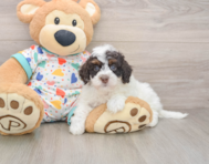 5 week old Havapoo Puppy For Sale - Seaside Pups