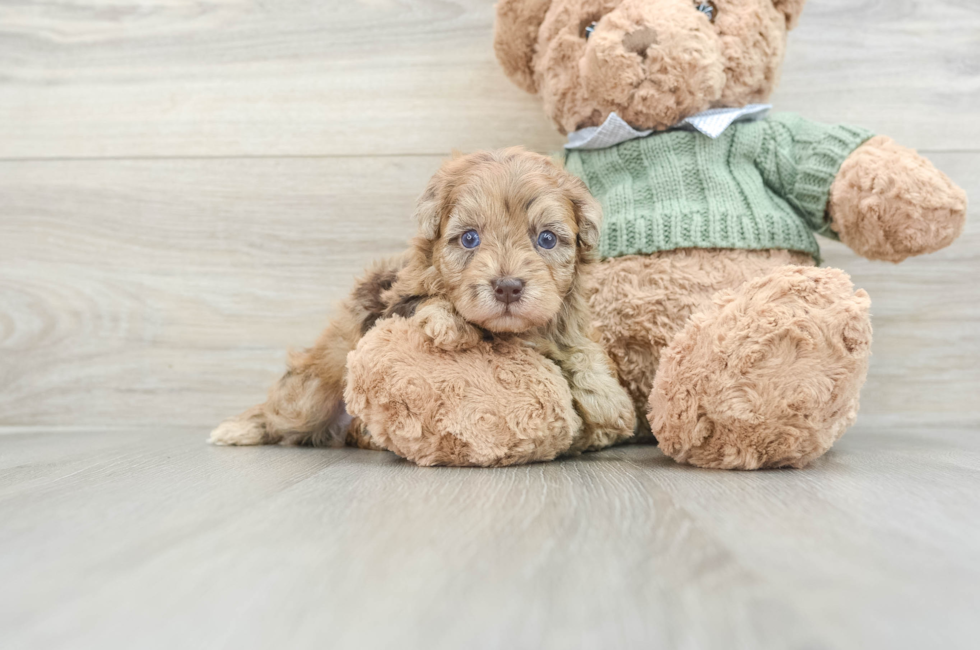 5 week old Havapoo Puppy For Sale - Seaside Pups