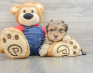 8 week old Havapoo Puppy For Sale - Seaside Pups