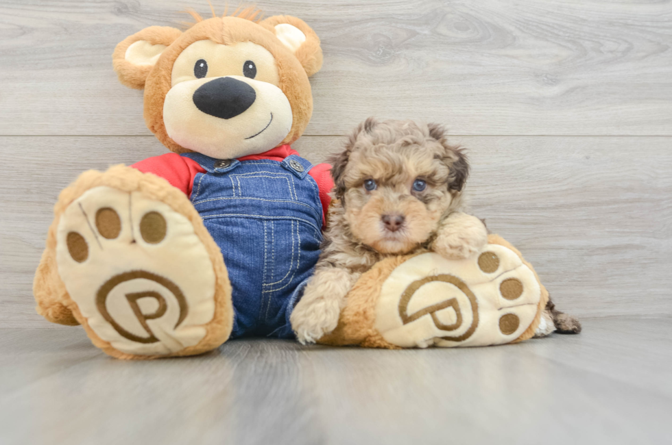 6 week old Havapoo Puppy For Sale - Seaside Pups