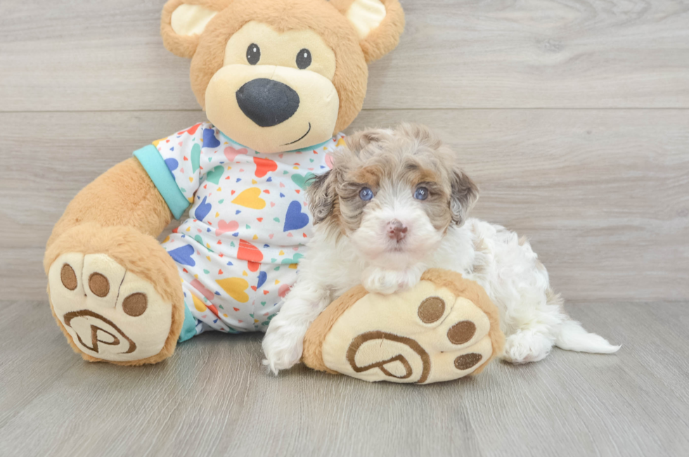 5 week old Havapoo Puppy For Sale - Seaside Pups