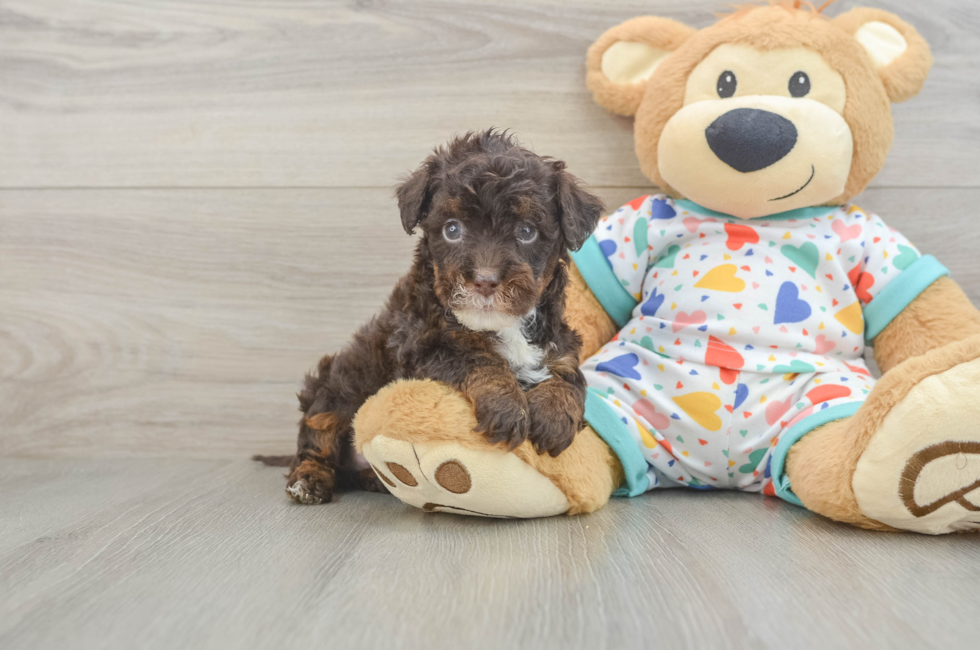 5 week old Havapoo Puppy For Sale - Seaside Pups