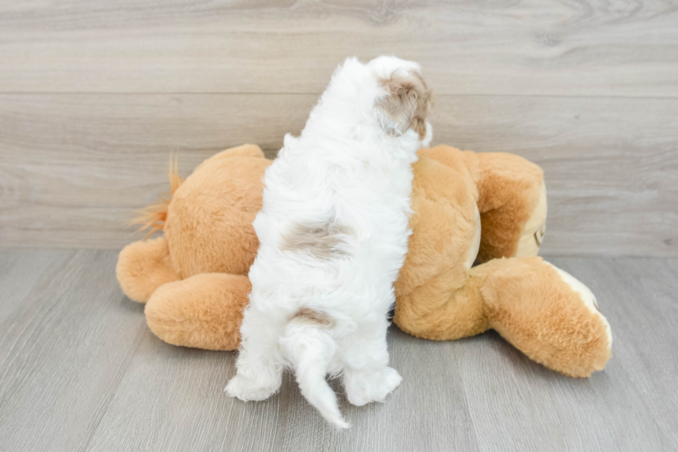 Popular Havapoo Poodle Mix Pup