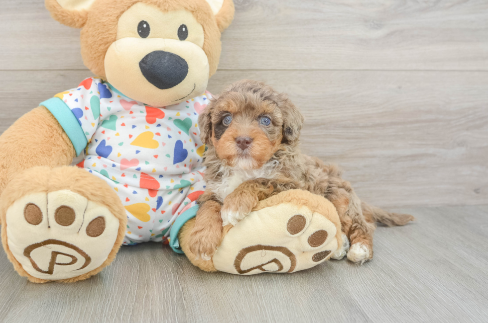 5 week old Havapoo Puppy For Sale - Seaside Pups