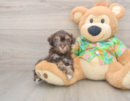 8 week old Havapoo Puppy For Sale - Seaside Pups