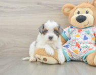 9 week old Havapoo Puppy For Sale - Seaside Pups