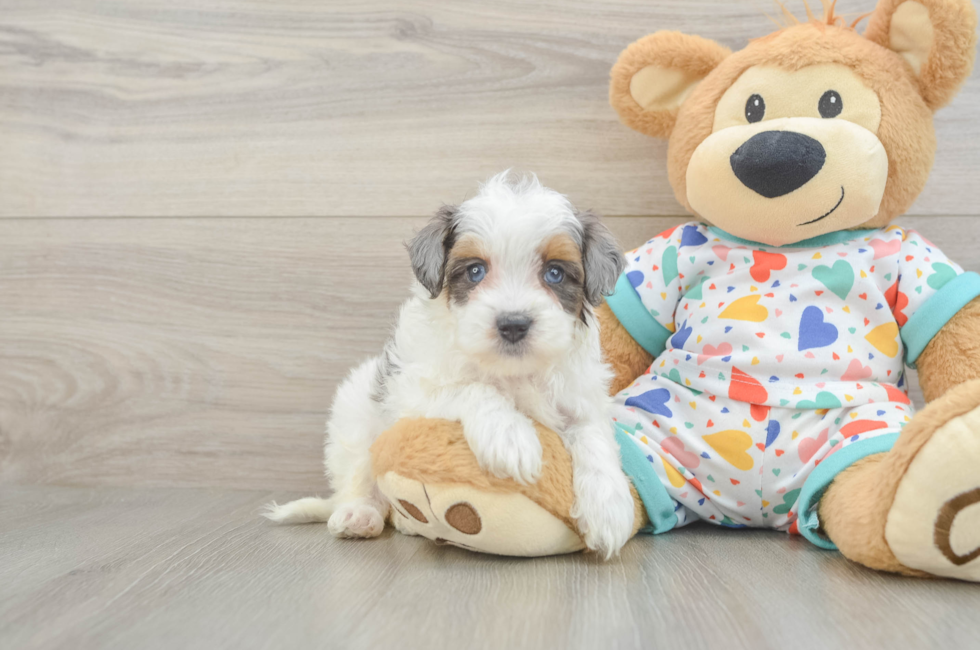 5 week old Havapoo Puppy For Sale - Seaside Pups