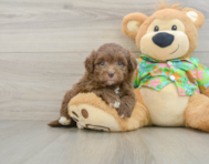 6 week old Havapoo Puppy For Sale - Seaside Pups
