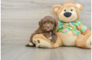 Havapoo Pup Being Cute