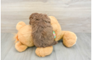 Hypoallergenic Havadoodle Poodle Mix Puppy