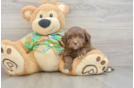 Energetic Havadoodle Poodle Mix Puppy