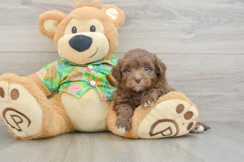 Energetic Havadoodle Poodle Mix Puppy