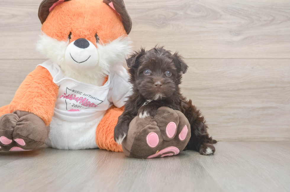 5 week old Havapoo Puppy For Sale - Seaside Pups