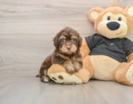7 week old Havapoo Puppy For Sale - Seaside Pups
