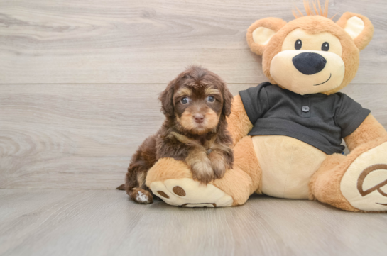 Adorable Havadoodle Poodle Mix Puppy