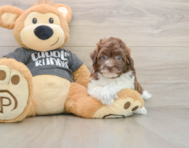 8 week old Havapoo Puppy For Sale - Seaside Pups
