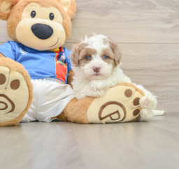 5 week old Havapoo Puppy For Sale - Seaside Pups