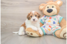 Little Havadoodle Poodle Mix Puppy
