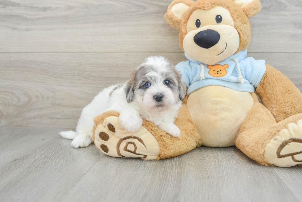 Popular Havapoo Poodle Mix Pup