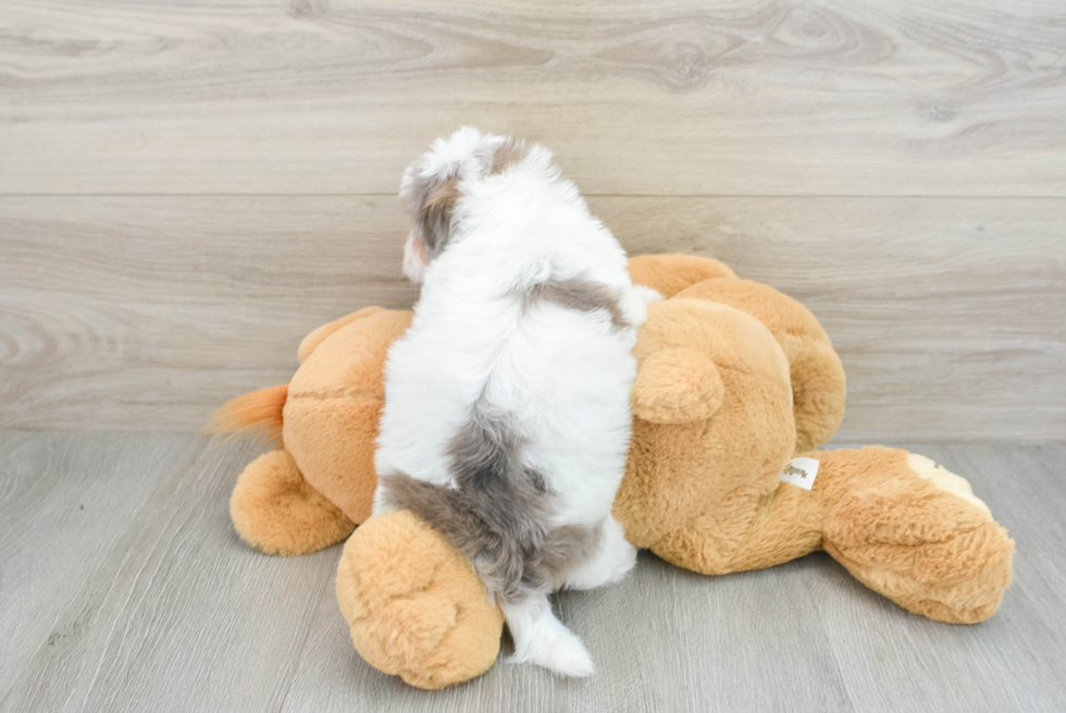 Popular Havapoo Poodle Mix Pup