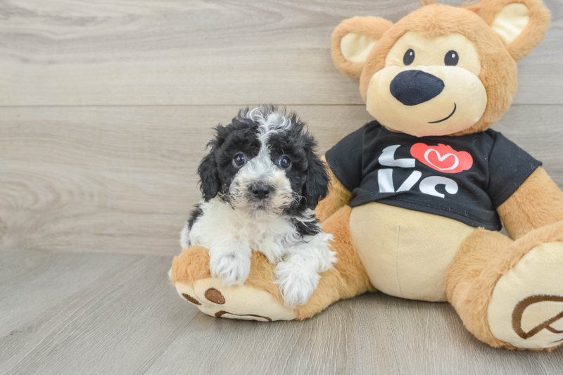 Meet Deacon - our Havapoo Puppy Photo 1/3 - Seaside Pups