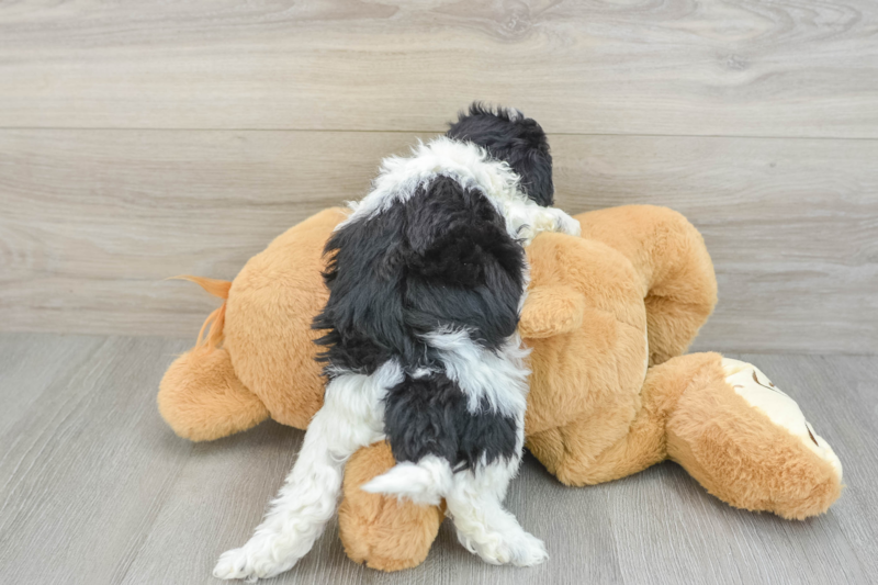 Meet Deacon - our Havapoo Puppy Photo 2/3 - Seaside Pups