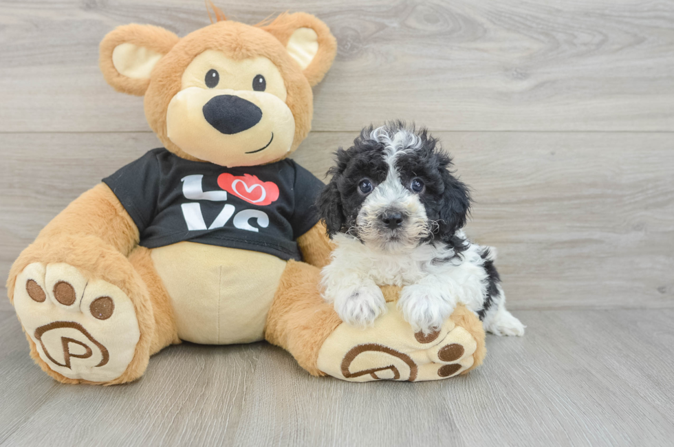 6 week old Havapoo Puppy For Sale - Seaside Pups