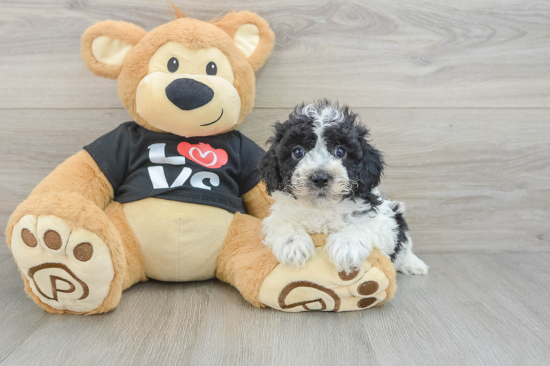Meet Deacon - our Havapoo Puppy Photo 3/3 - Seaside Pups