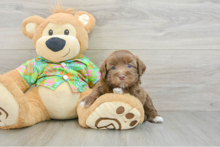 Little Havadoodle Poodle Mix Puppy