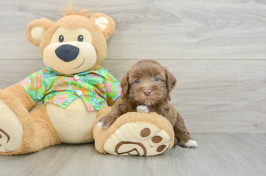 Little Havadoodle Poodle Mix Puppy