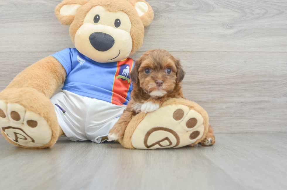 5 week old Havapoo Puppy For Sale - Seaside Pups
