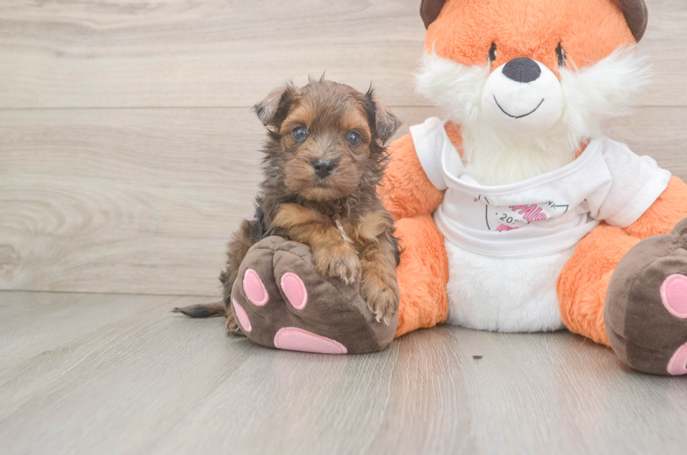 5 week old Havapoo Puppy For Sale - Seaside Pups
