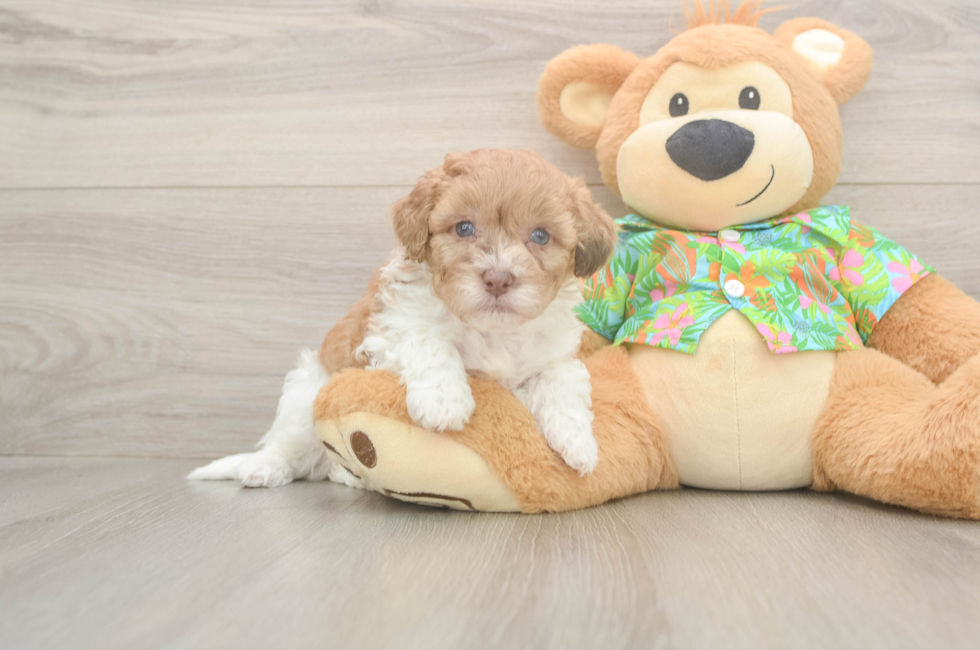 5 week old Havapoo Puppy For Sale - Seaside Pups