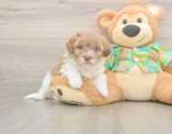 7 week old Havapoo Puppy For Sale - Seaside Pups 7 week old Havapoo Puppy For Sale - Seaside Pups