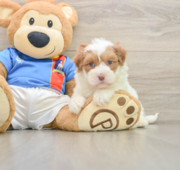 5 week old Havapoo Puppy For Sale - Seaside Pups