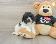 7 week old Havapoo Puppy For Sale - Seaside Pups