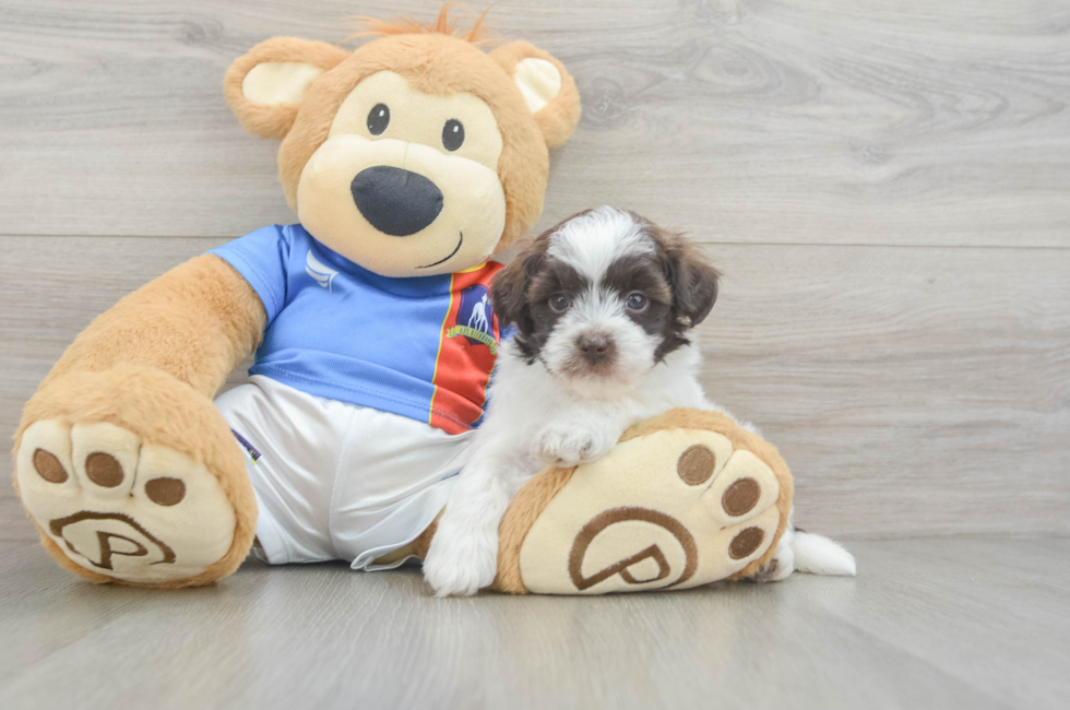 5 week old Havapoo Puppy For Sale - Seaside Pups