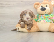 6 week old Havapoo Puppy For Sale - Seaside Pups