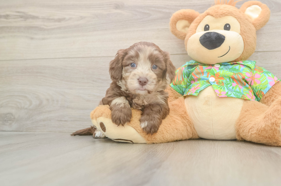 5 week old Havapoo Puppy For Sale - Seaside Pups