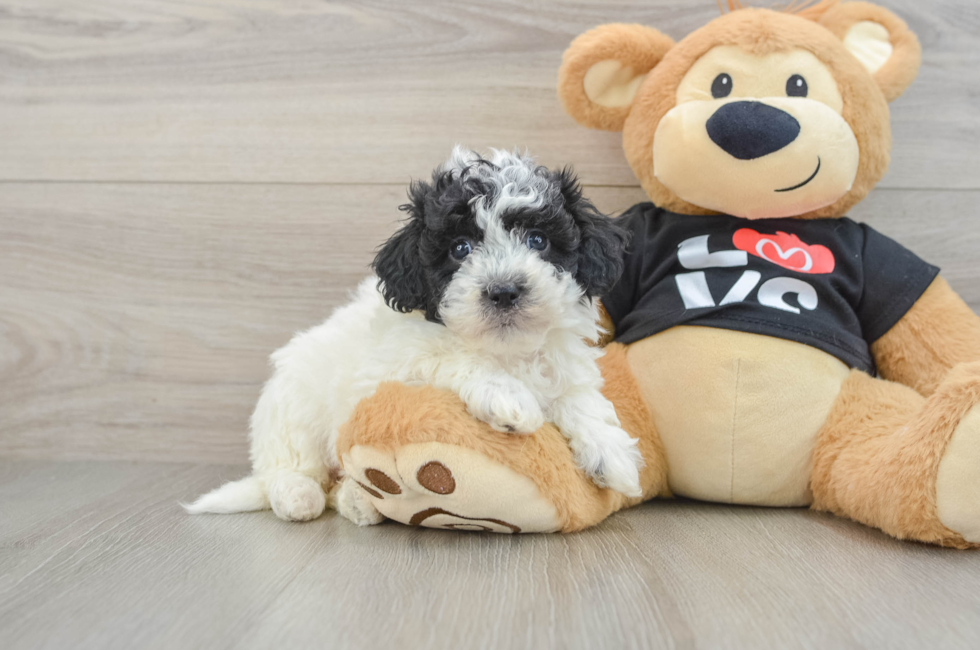 6 week old Havapoo Puppy For Sale - Seaside Pups