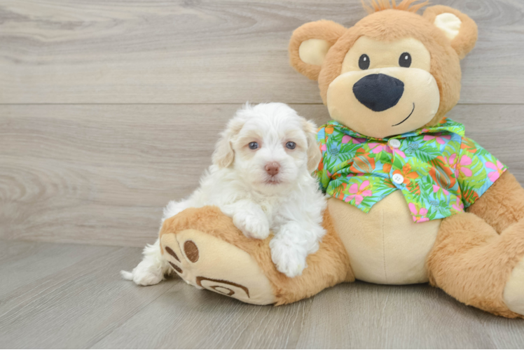 Fluffy Havapoo Poodle Mix Pup