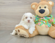 7 week old Havapoo Puppy For Sale - Seaside Pups